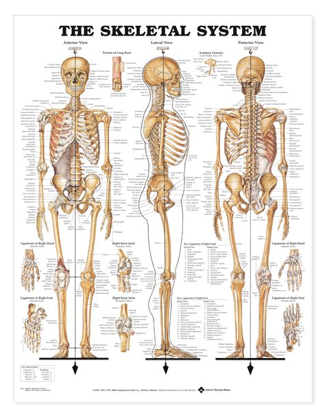 skeletal system charts