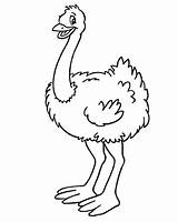 Avestruz Ostrich sketch template