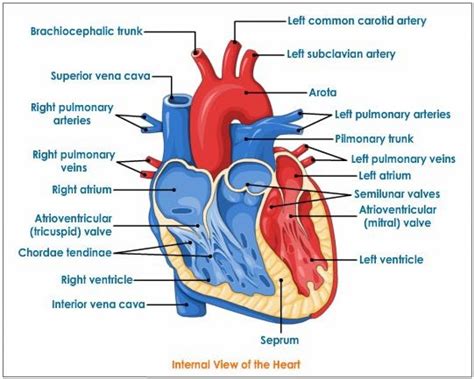 heart  labels drawing  getdrawings