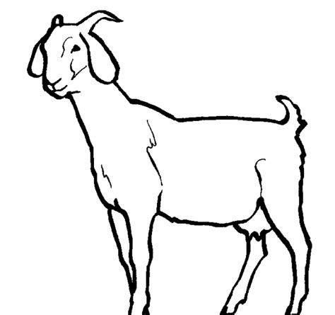 goat face coloring sheet amanda gregorys coloring pages