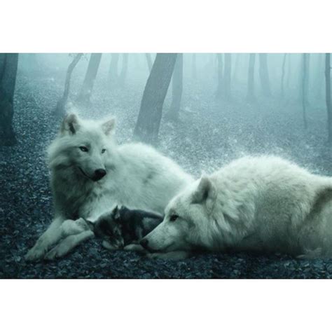 Wolves Wolf Love Beautiful Wolves Wolf Pictures