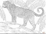 Coloring Pages Big Cat Jaguar Getdrawings Printable Getcolorings Color sketch template