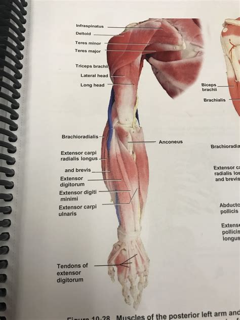 upper arm anatomy