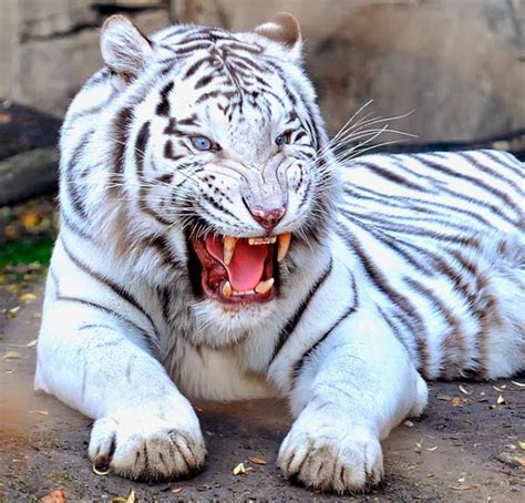 hasil foto macan  imut  gambar harimau putih muka ganas png