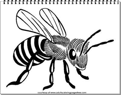adults coloring pages  realistic bee coloring pages  adults