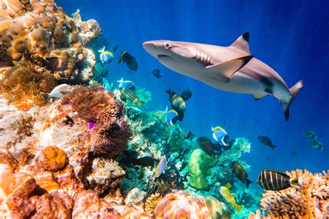 environmental dna  find sharks promega connections