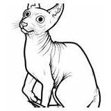 Sphynx sketch template