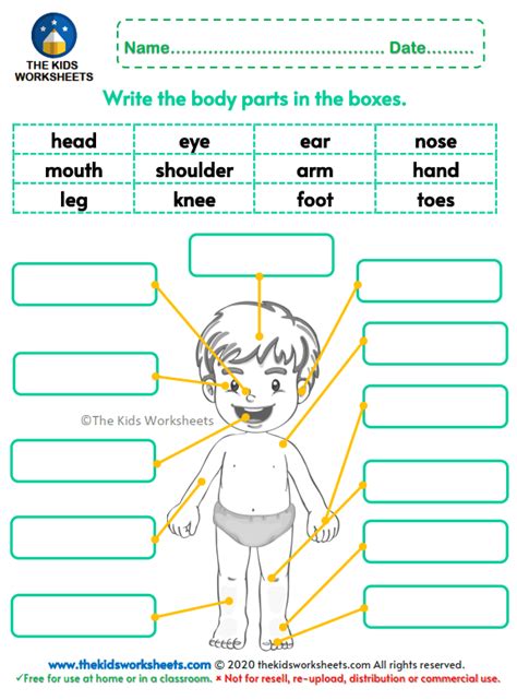 body part worksheets  kindergarten worksheets master