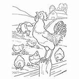 Rooster Coloring Pages Color Printable Cute Top sketch template