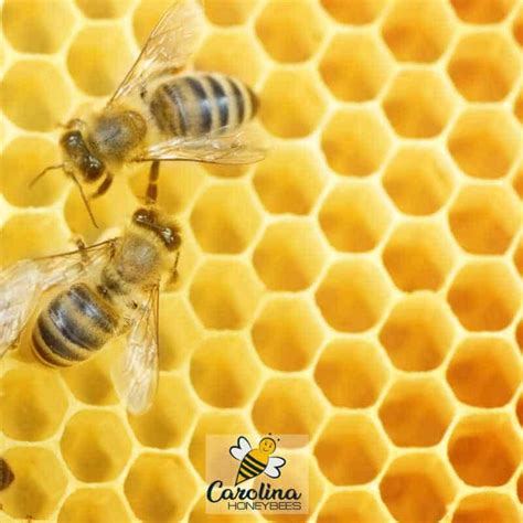 What Is Honeycomb Honeycomb Hexagon Shape Honey Bee Hives