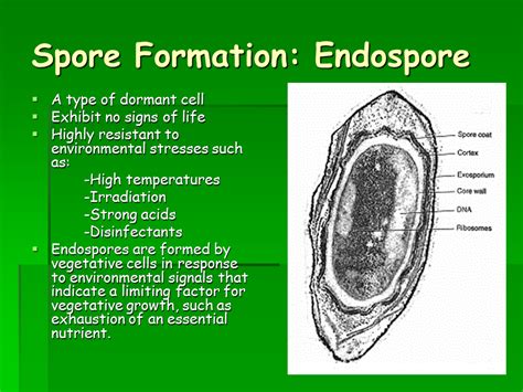 chemotrophs