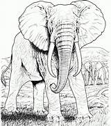 Elephant Coloring Pages Choose Board Adults sketch template