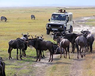 lets  travel kenya safaris   expect   rainy safari