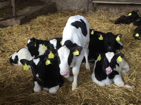 calf trade  calves presented  sale  monday  bandon mart agrilandie