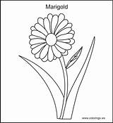 Coloring Marigold Designlooter Hibiscus 34kb sketch template