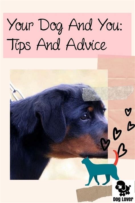 read  article   answers   questions  dogs pets activities dogs pet dogs