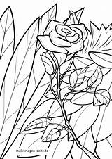 Rose Malvorlage Blumen Malvorlagen Rosen Kostenlose Ausmalbilder Setzt öffnet Anklicken Bildes Unser Kinder Stiel Ausmalen sketch template