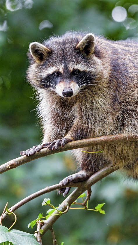 cute raccoon animal pet funny branch