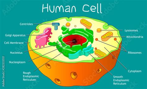 human cell anatomy explanations parts diagram structure  organelles components clean