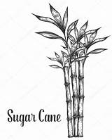 Sugarcane Canne Sucre Suikerriet Blad Stam Takken Stockillustratie Gravure Getrokken sketch template