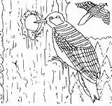 Coloring Pages Woodpecker Printable Preschool Kids Animals sketch template