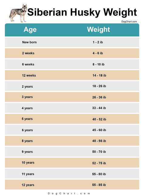 siberian husky weight chart  age  ib