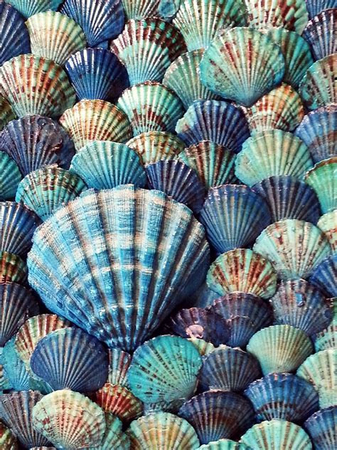 blue shells coastal living pinterest shell beach  ocean