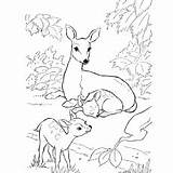 Deer Coloring Mule Pages Getcolorings Blacktail sketch template