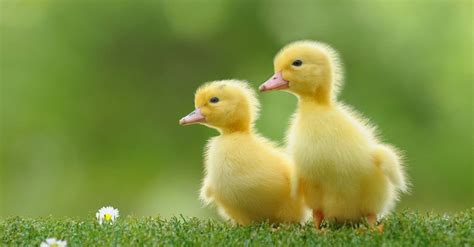baby duck  incredible facts  pictures az animals