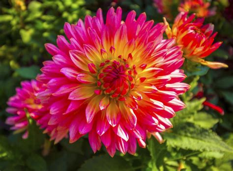 interesting facts  dahlia flowers   meanings