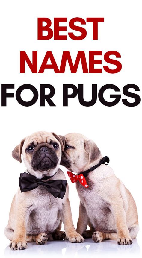 pug names     ideas    pet girl pug names girl dog names unique