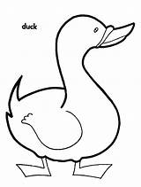 Duck Coloring Pages Color Animal Animals Print Back Sheet sketch template