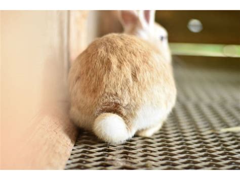 “bunny Butts Or Sniffer Which Do You Prefer” Rabbit Photo Exhibition