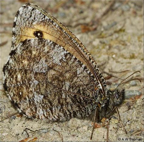 Image Gallery Butterflies And Moths Of North America