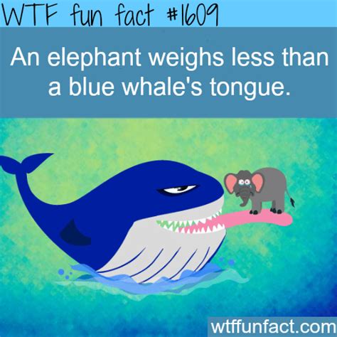 blue whales tongue fact