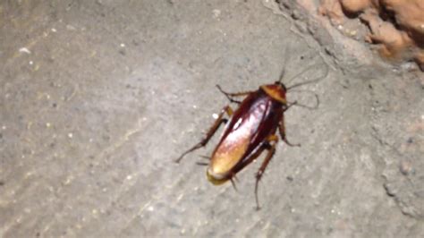 mexican cockroach youtube