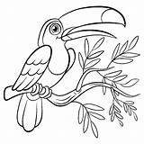 Toucan Oiseau Toco Oiseaux Coloriages Justcolor Pajaritos Feuillue Branche Beau Coloring sketch template