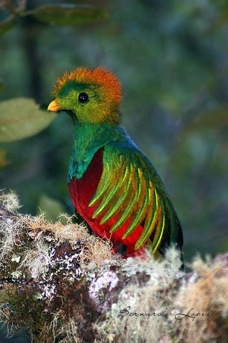 quetzal bird quetzals  resplendent quetzal pharomachrus