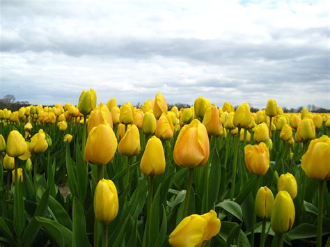tulips    haarlem netherlands haarlem netherlands scenery travel inspiration