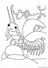 Coloring Centipede Pages Coloring4free Insect Popular sketch template