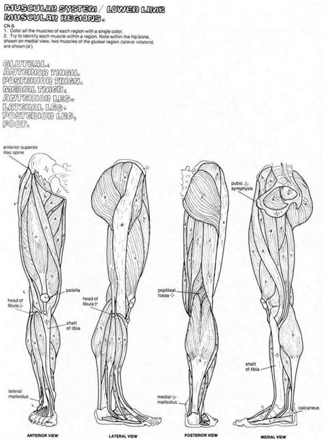 anatomy coloring pages muscles human anatomy diagram