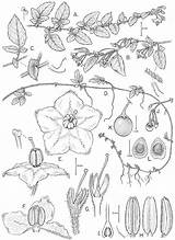 Baret Jeanne History Named Species Celebrating Month Woman Man Who Women Bohs Tepe Ridley Botany Contributor Solanum Overlooked sketch template