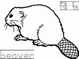 Beaver Coloring Handwriting Letter Activities Printable sketch template