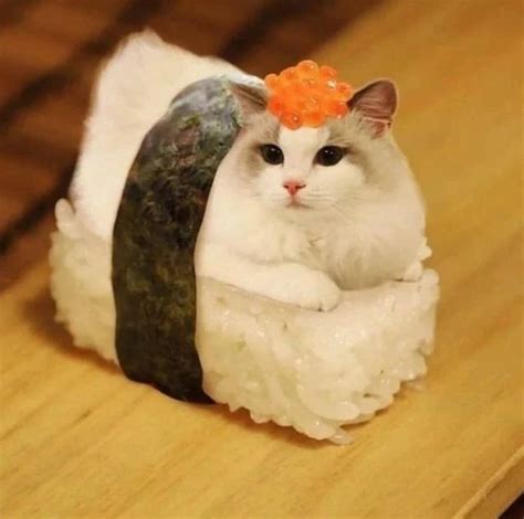 cute sushi cat cat behavior facts sushi cat cata profile picture