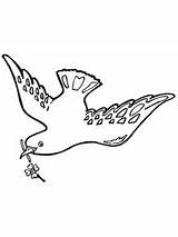 Taube Friedens Doves Tauben Kategorien Getdrawings sketch template