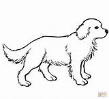 Retriever Puppy Labrador Puppies Chien Welpe Cani Colorare Chiot Supercoloring Coloriages Cachorro Disegni Ausmalbilder Hunde Cucciolo Colouring Cute Printen Retrievers sketch template