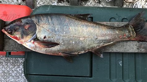 asian carp caught 9 miles from lake michigan chicago