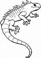 Coloring Lizards Pages Coloringbay sketch template