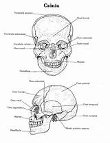 Cranio Anatomia Humano Atlas Atividades Variadas sketch template