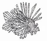 Lionfish Coloring Drawing Draw Step Svg Cliparts Clipart Fish Lion Pages Search Google Drawings Library Designlooter 36kb 518px Favorites Add sketch template